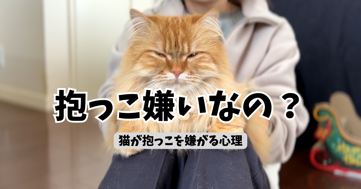 抱っこされる猫