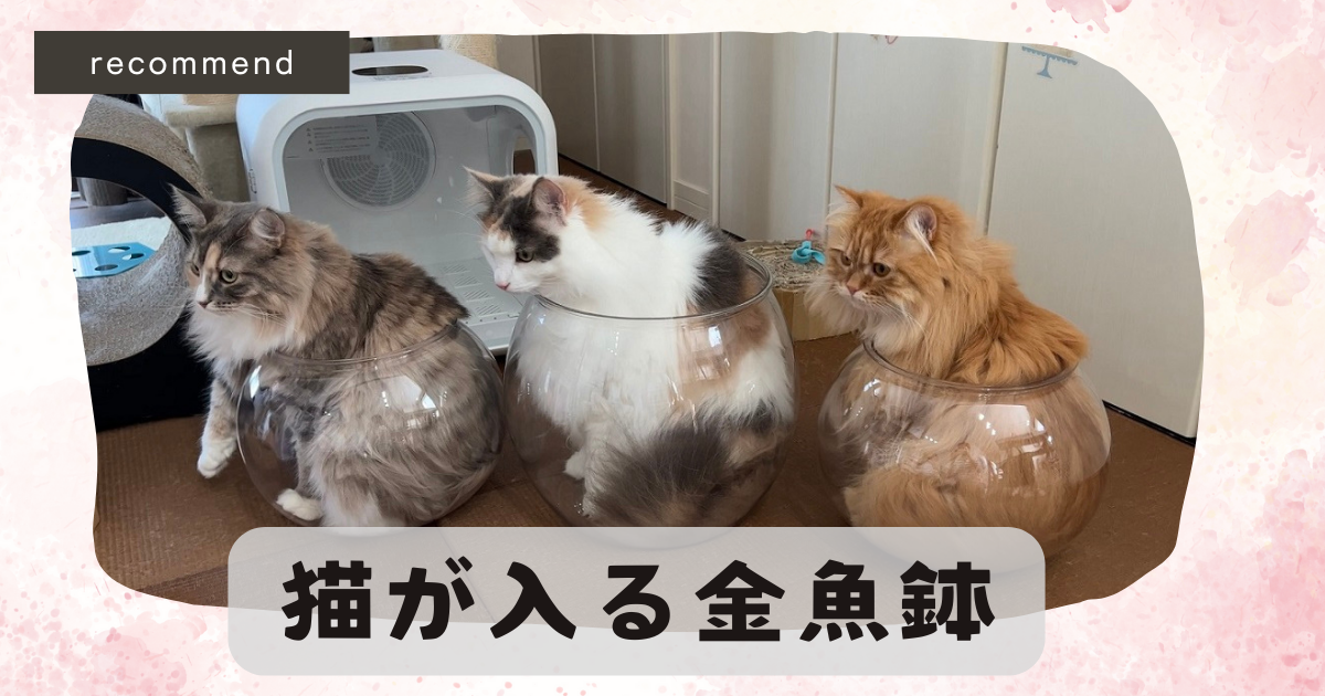 猫が入る金魚鉢