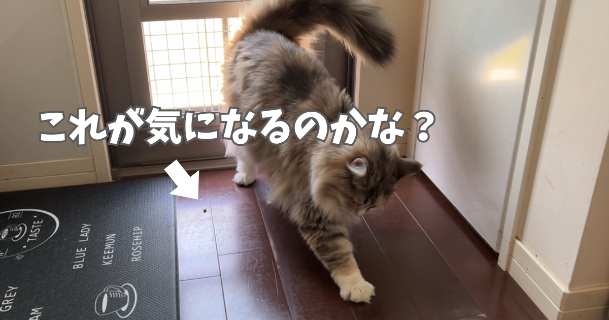 猫砂が気になるあんこ