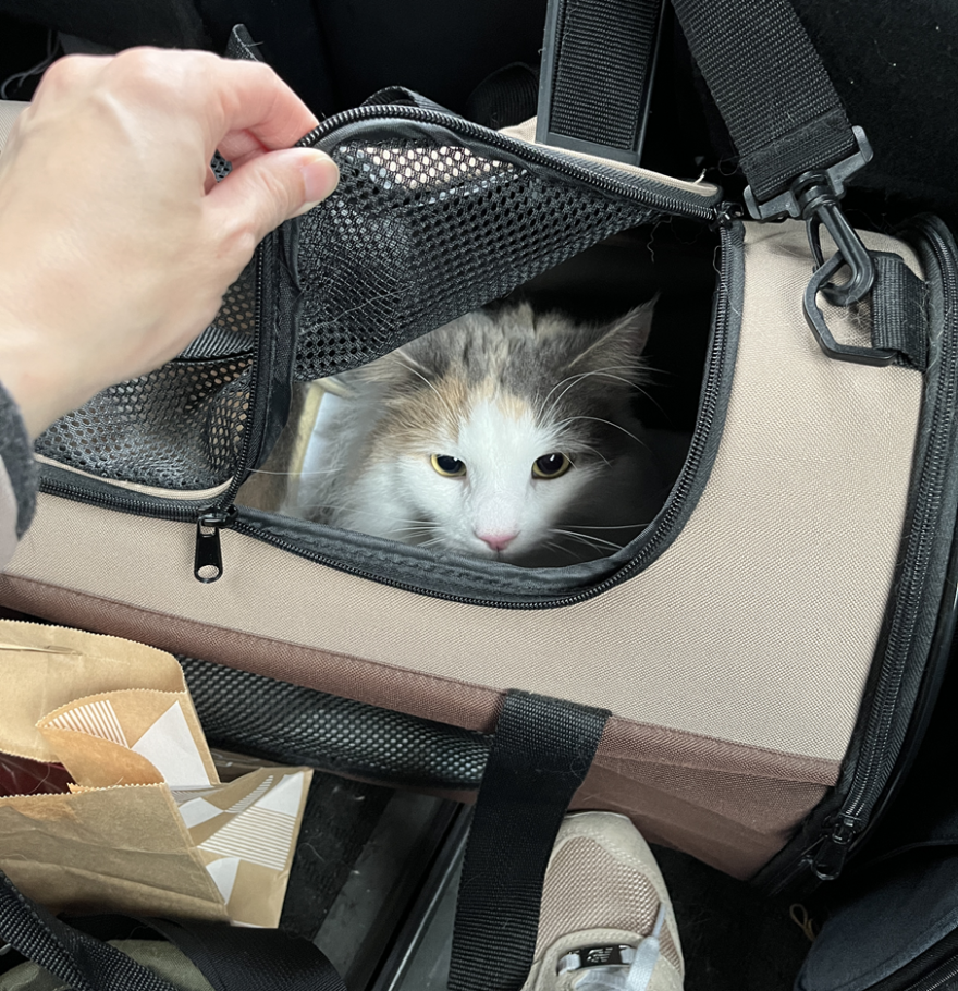 車に乗る猫