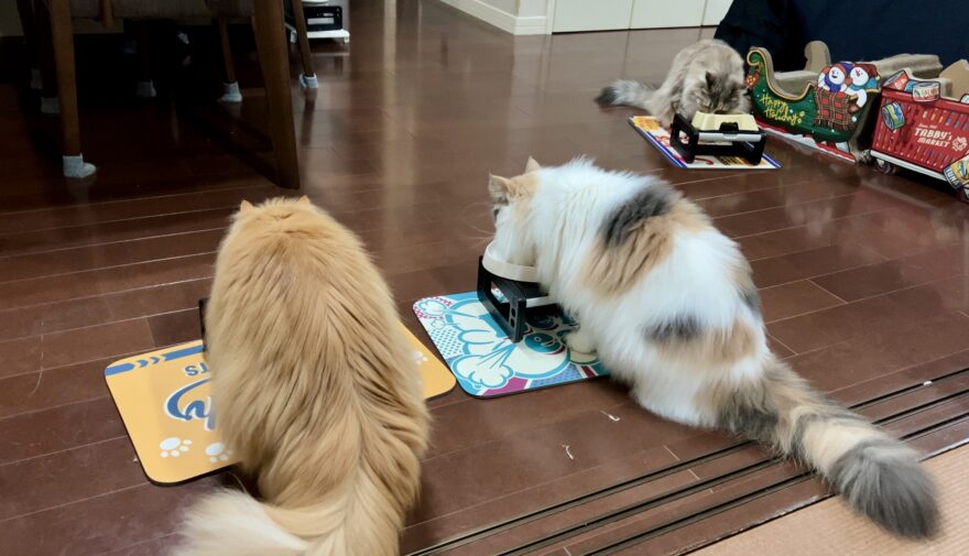 わが家の猫たちの夜食の様子