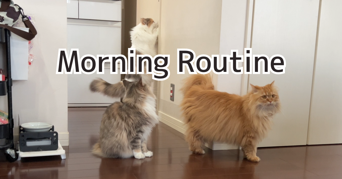 Morning Routine