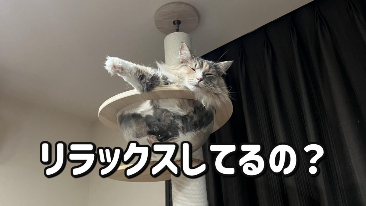 片手を伸ばして寝る猫