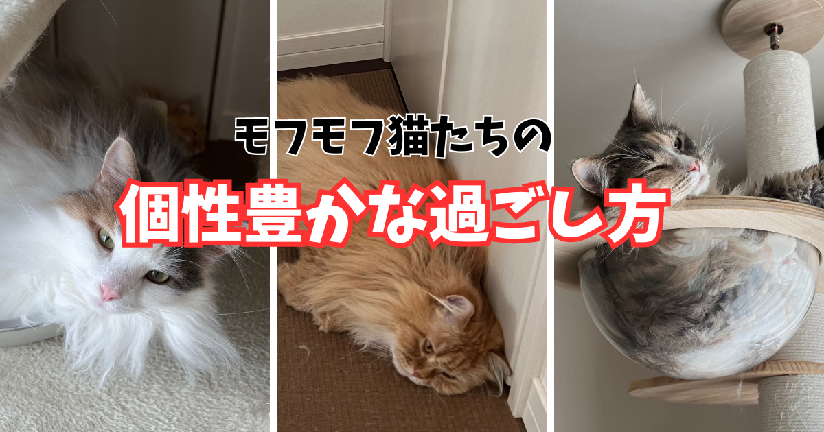 猫の過ごし方