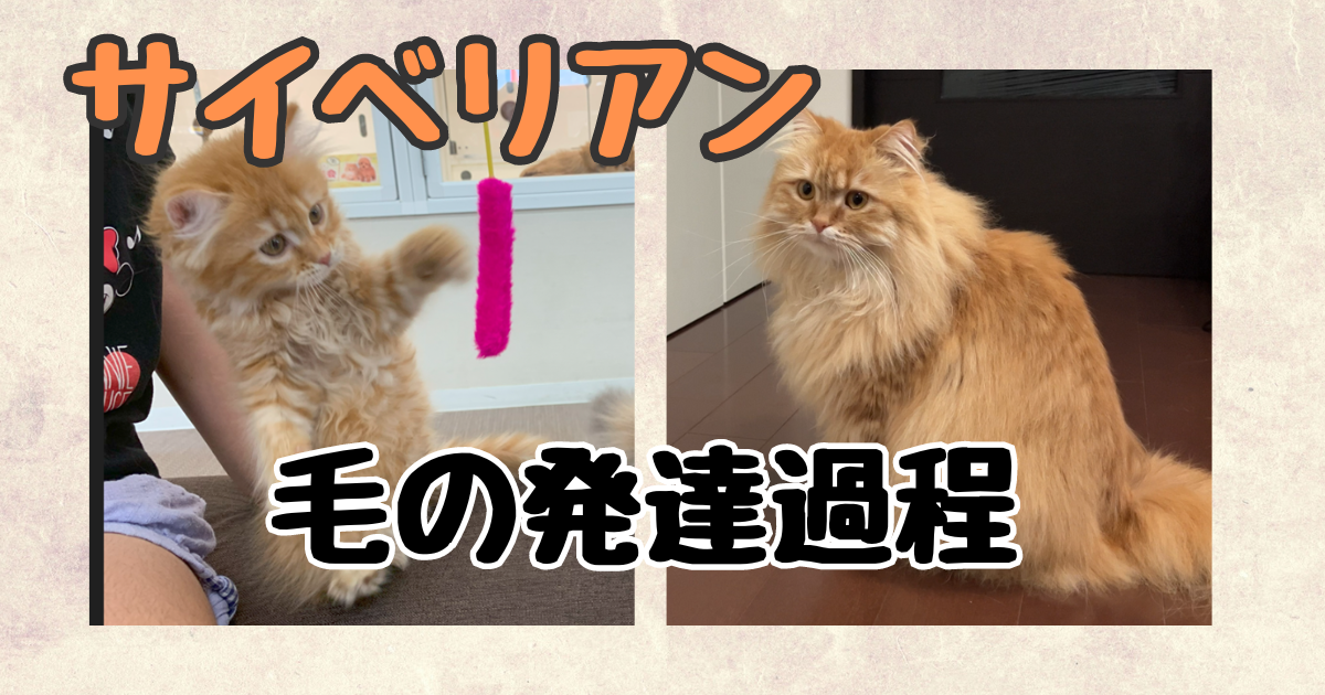 サイベリアン　子猫から成猫への毛の変化