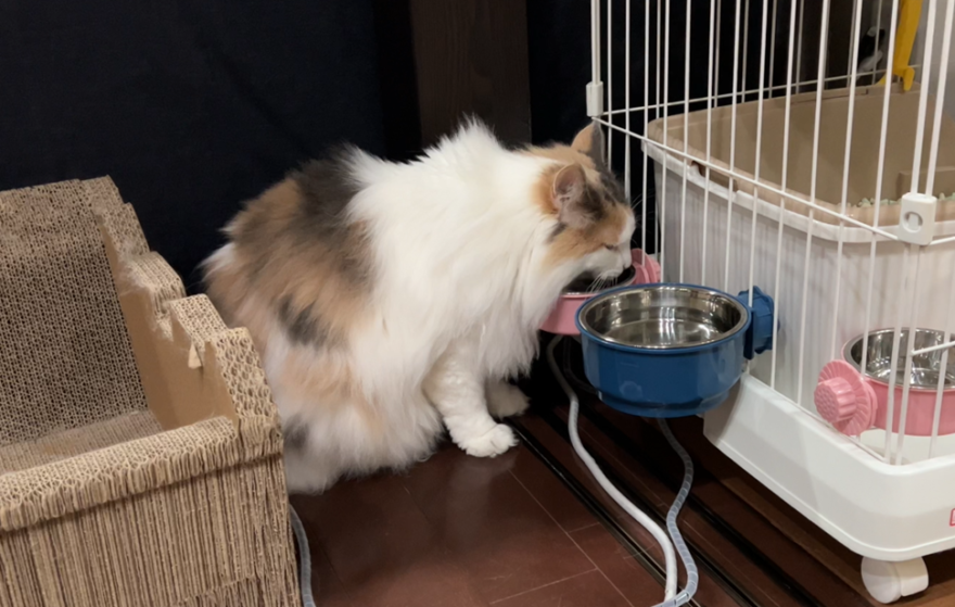 水を飲むノルウェージャンフォレストキャットおもち