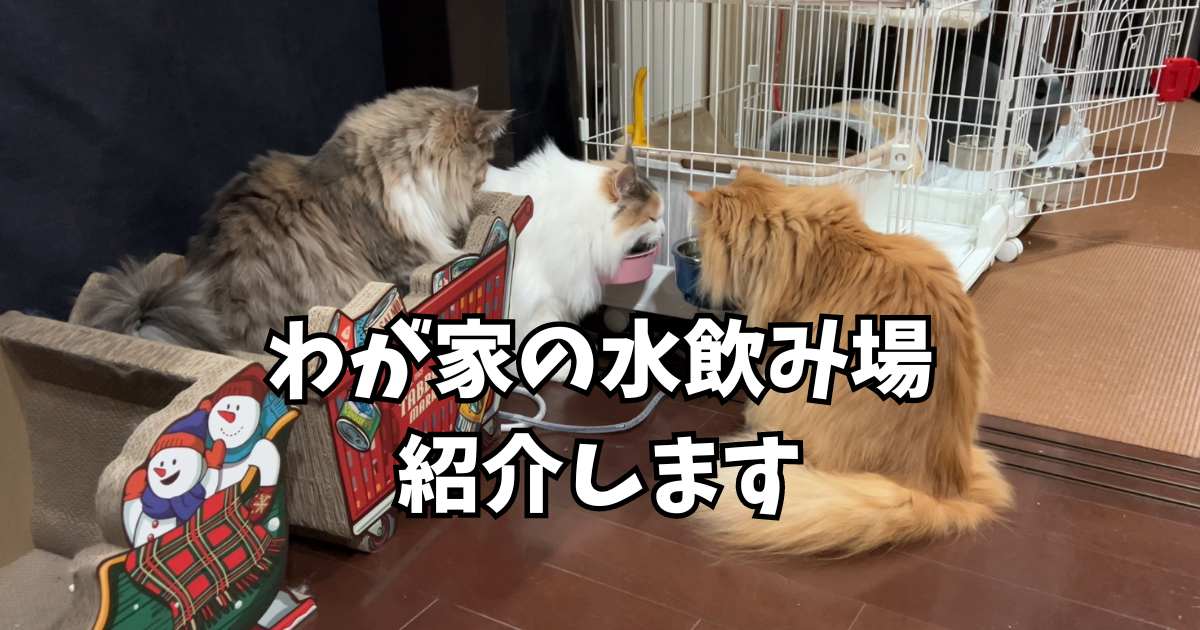 わが家の猫の水飲み場