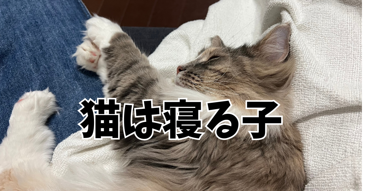 猫は寝る子