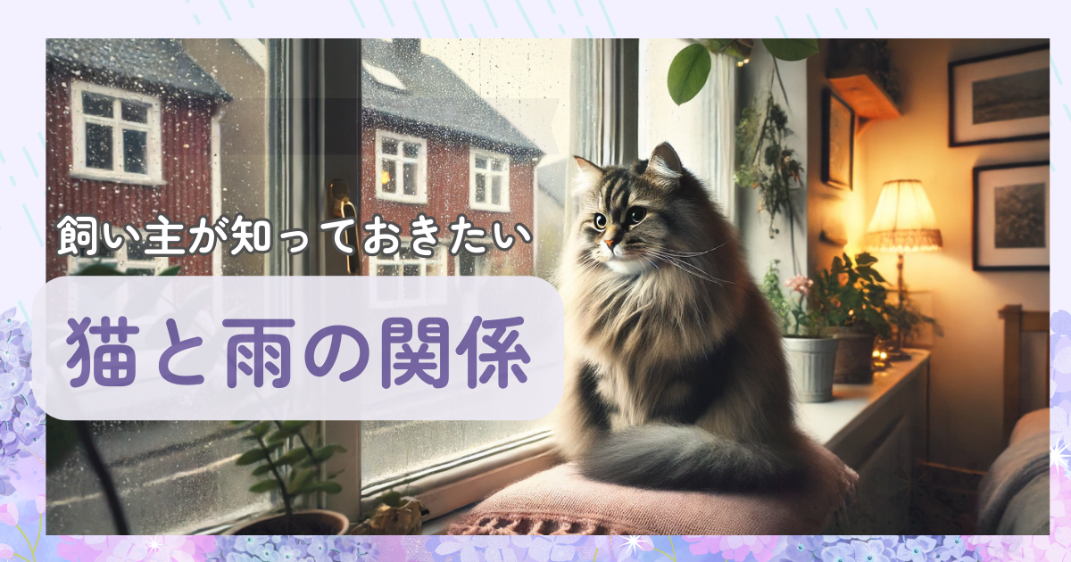 猫と雨の関係