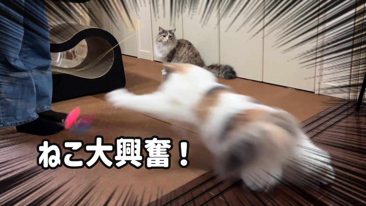 おもちゃで遊ぶ猫