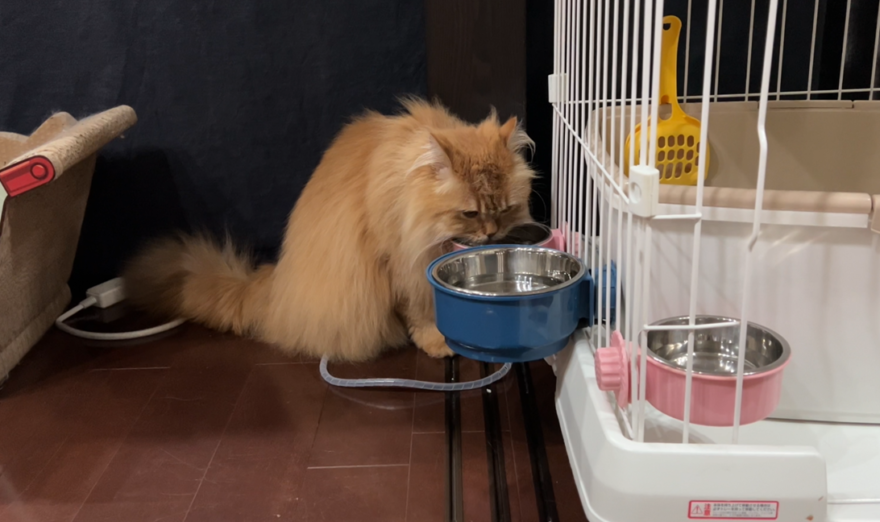 水を飲むきなこ（サイベリアン）