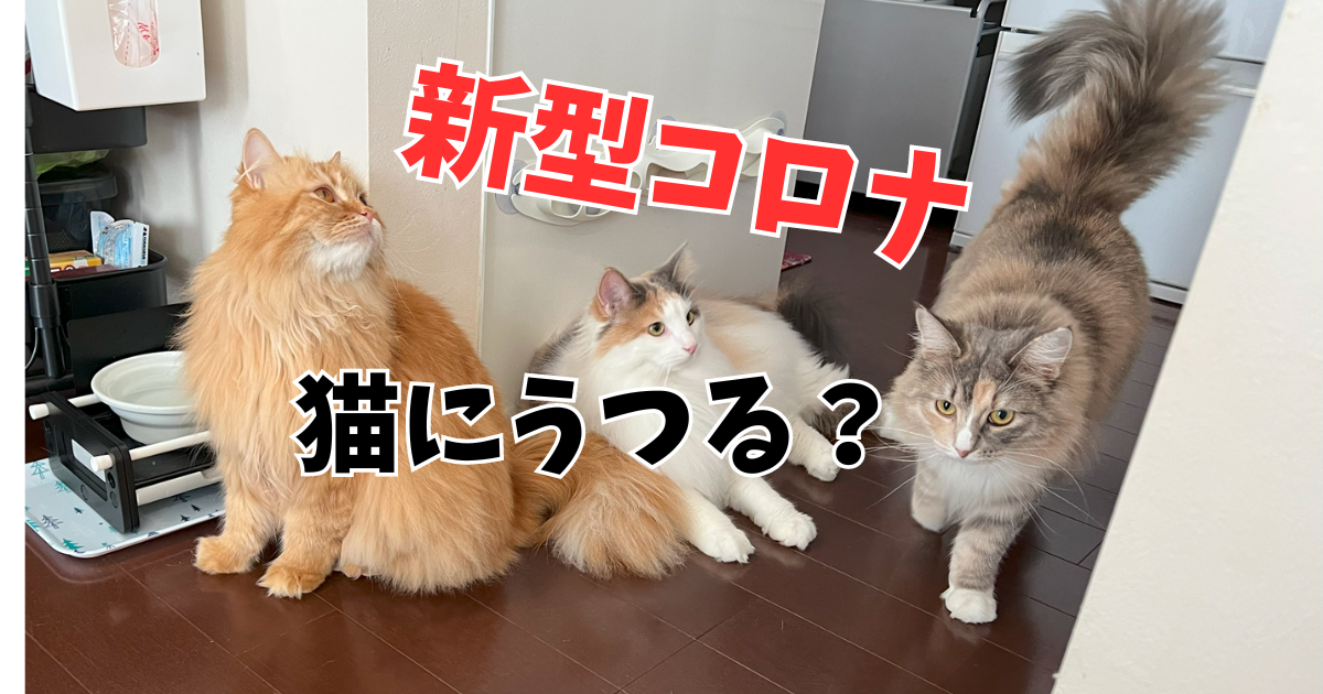 新型コロナウイルスは猫に感染するのか？