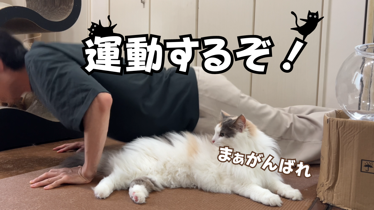 猫と一緒に運動しよう