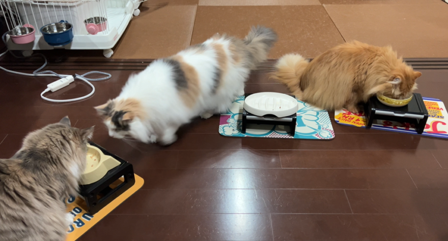 他の猫のご飯を狙うおもち