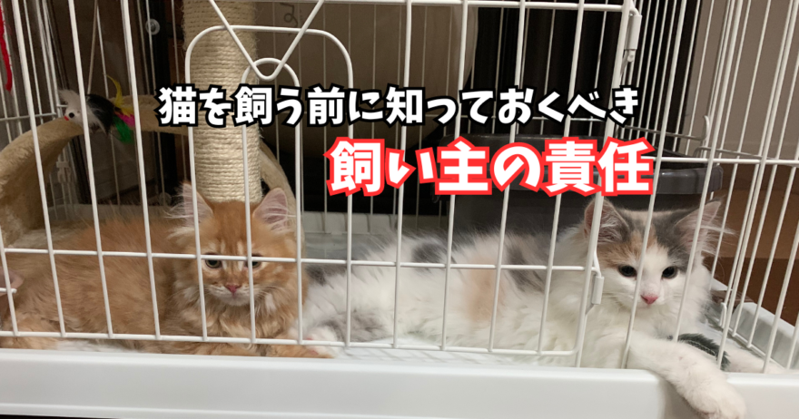 猫を飼うという責任