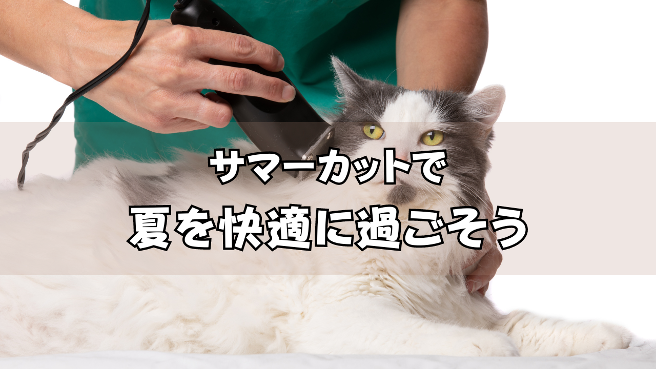 猫のサマーカット