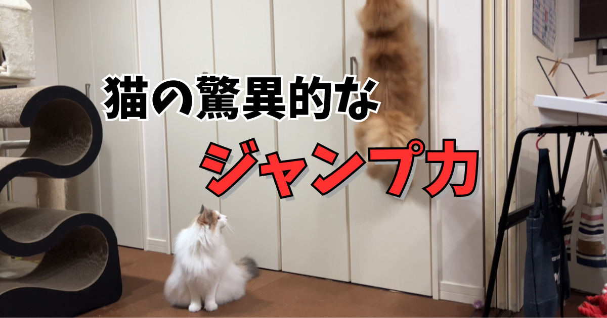 猫のジャンプ