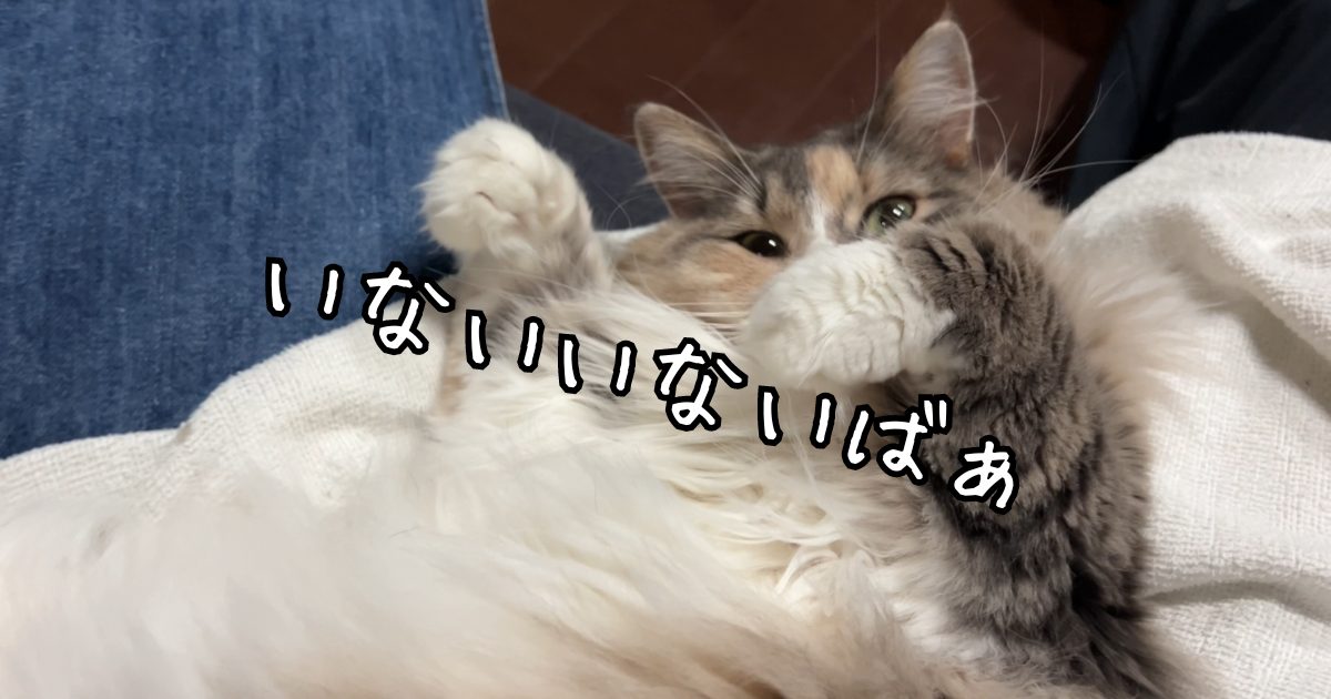 いないいないばぁをする猫