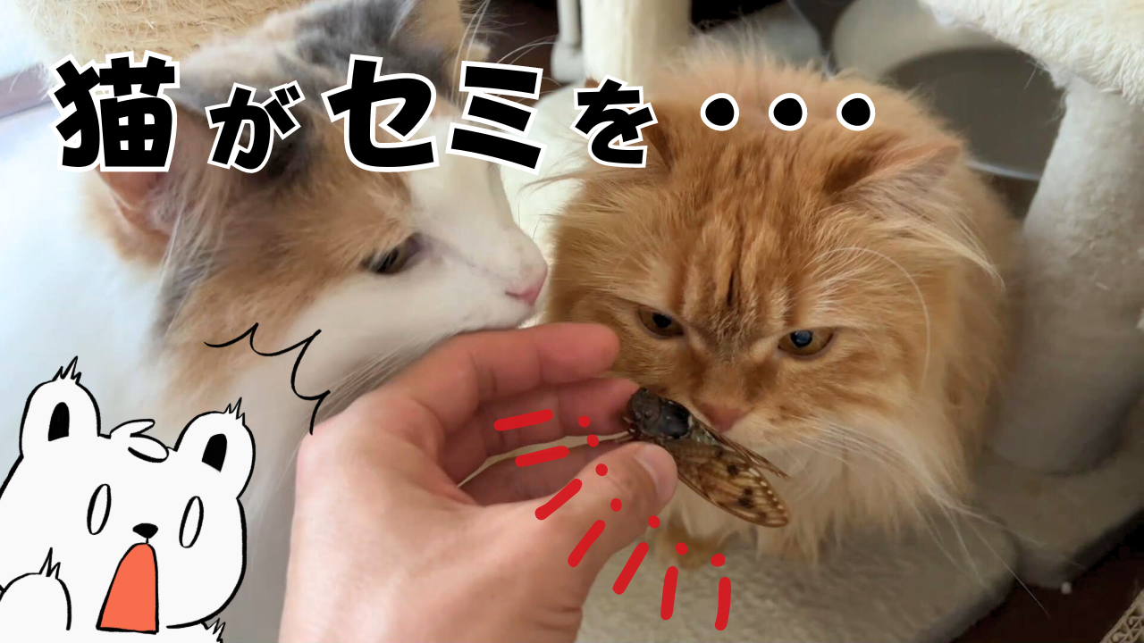 猫はセミを食べる？