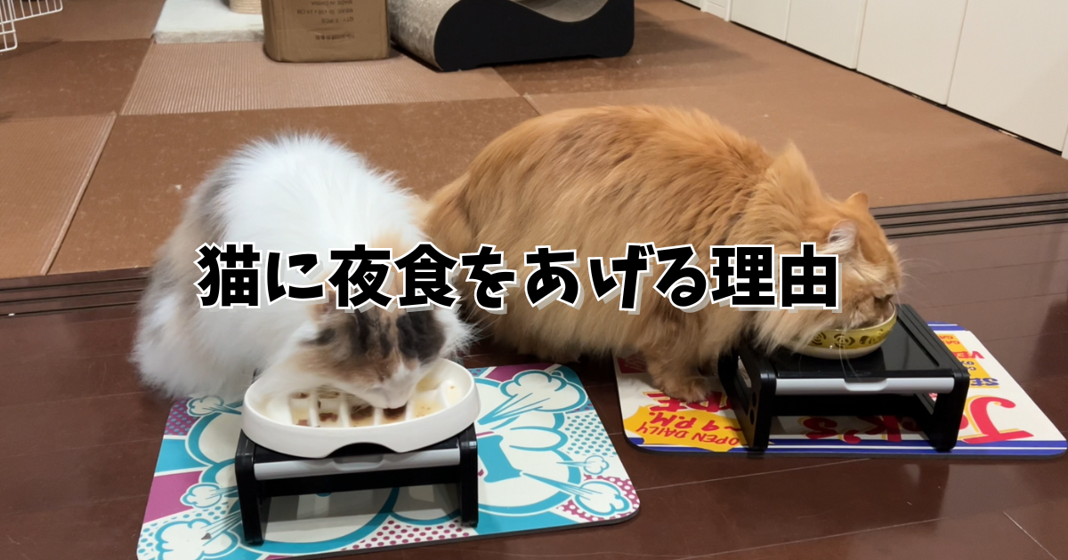 夜食を食べる猫