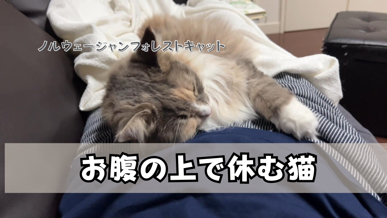 お腹の上で休む猫