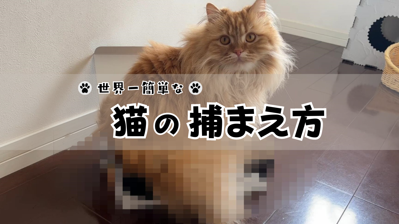 世界一簡単な猫の捕まえ方