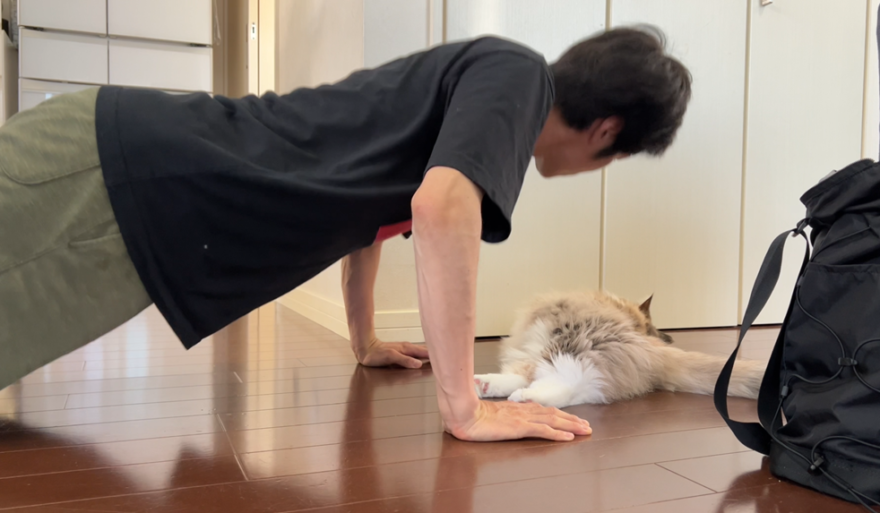 猫と腕立て