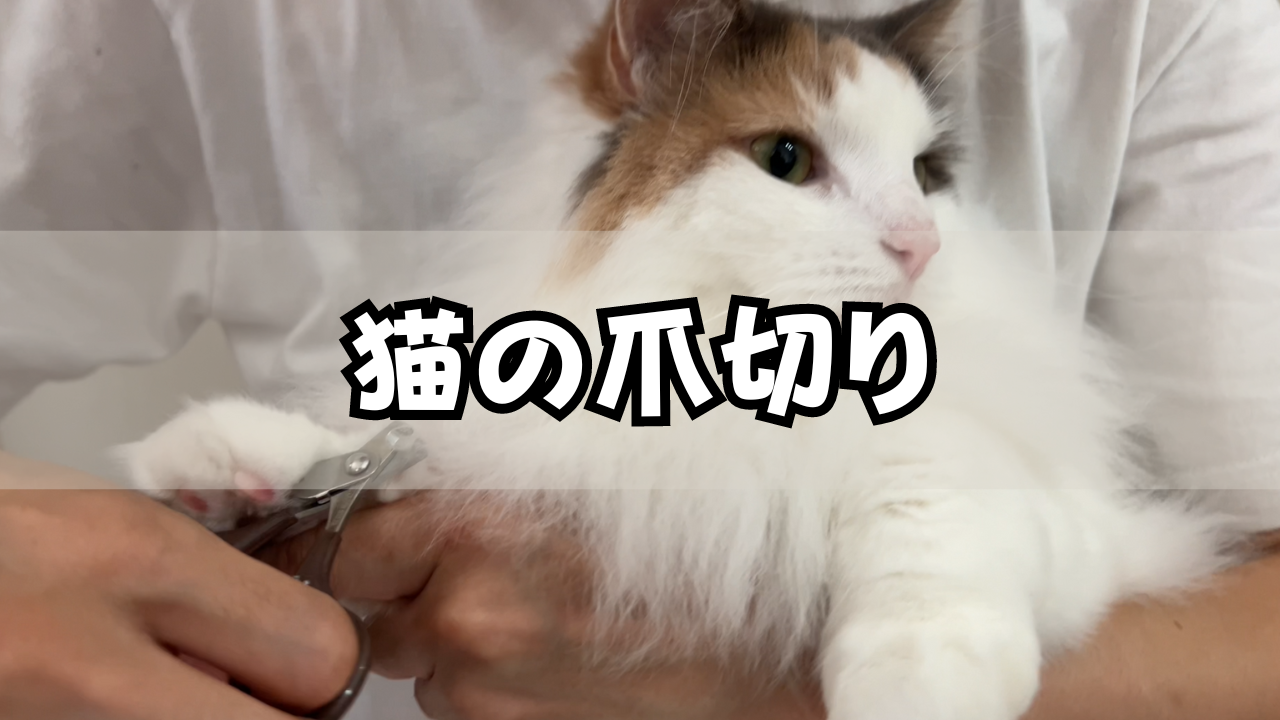 猫の爪切り