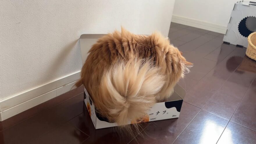 落ち着く場所を探す猫