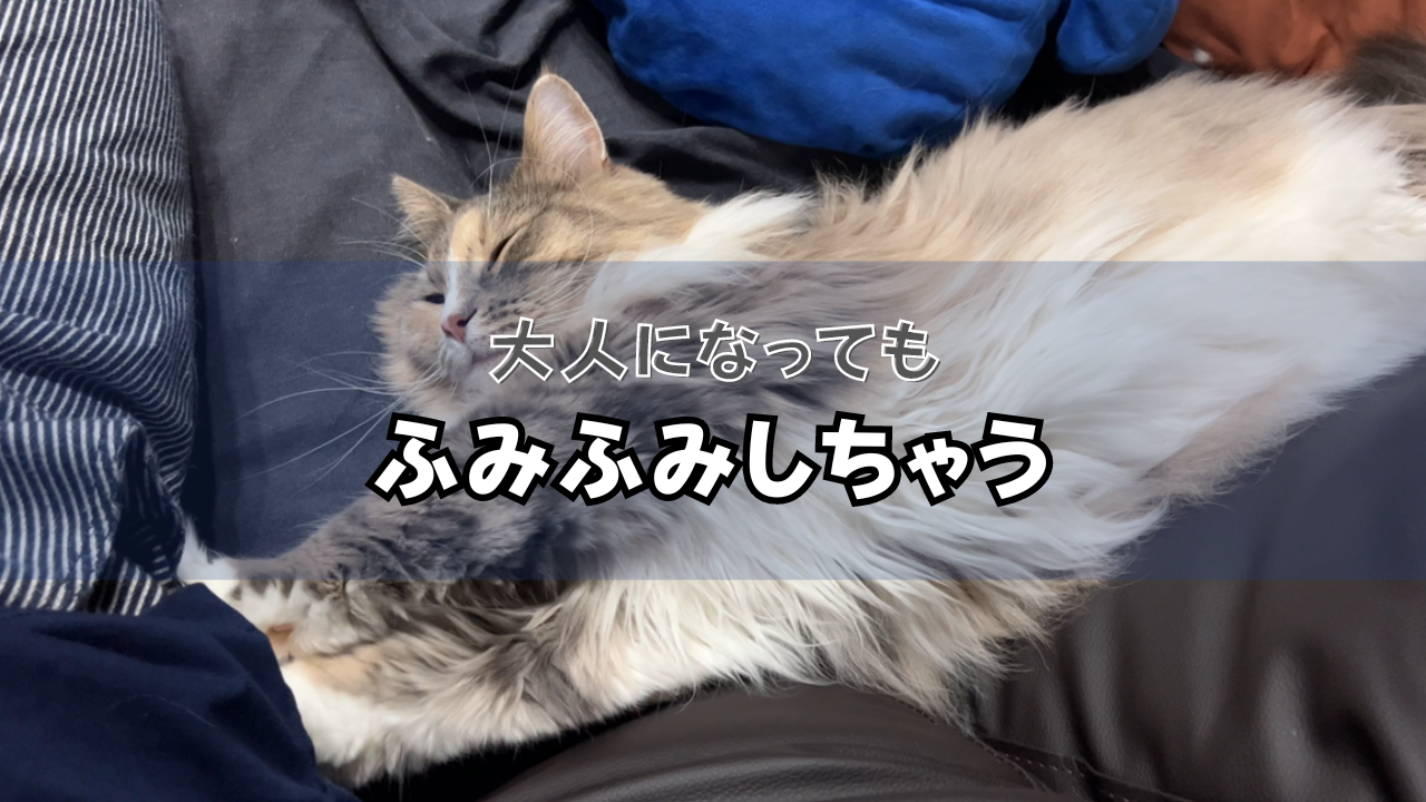 ふみふみする猫