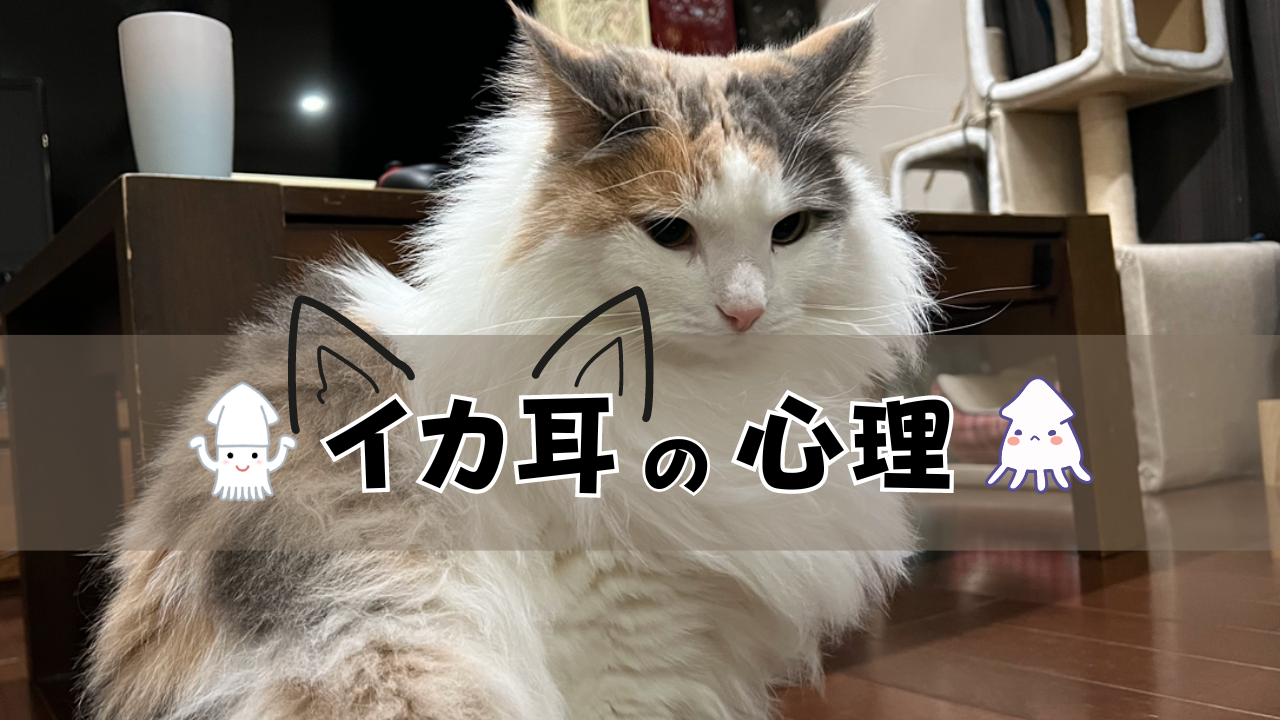 猫がイカ耳になる心理