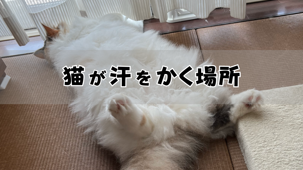 猫が汗をかく場所