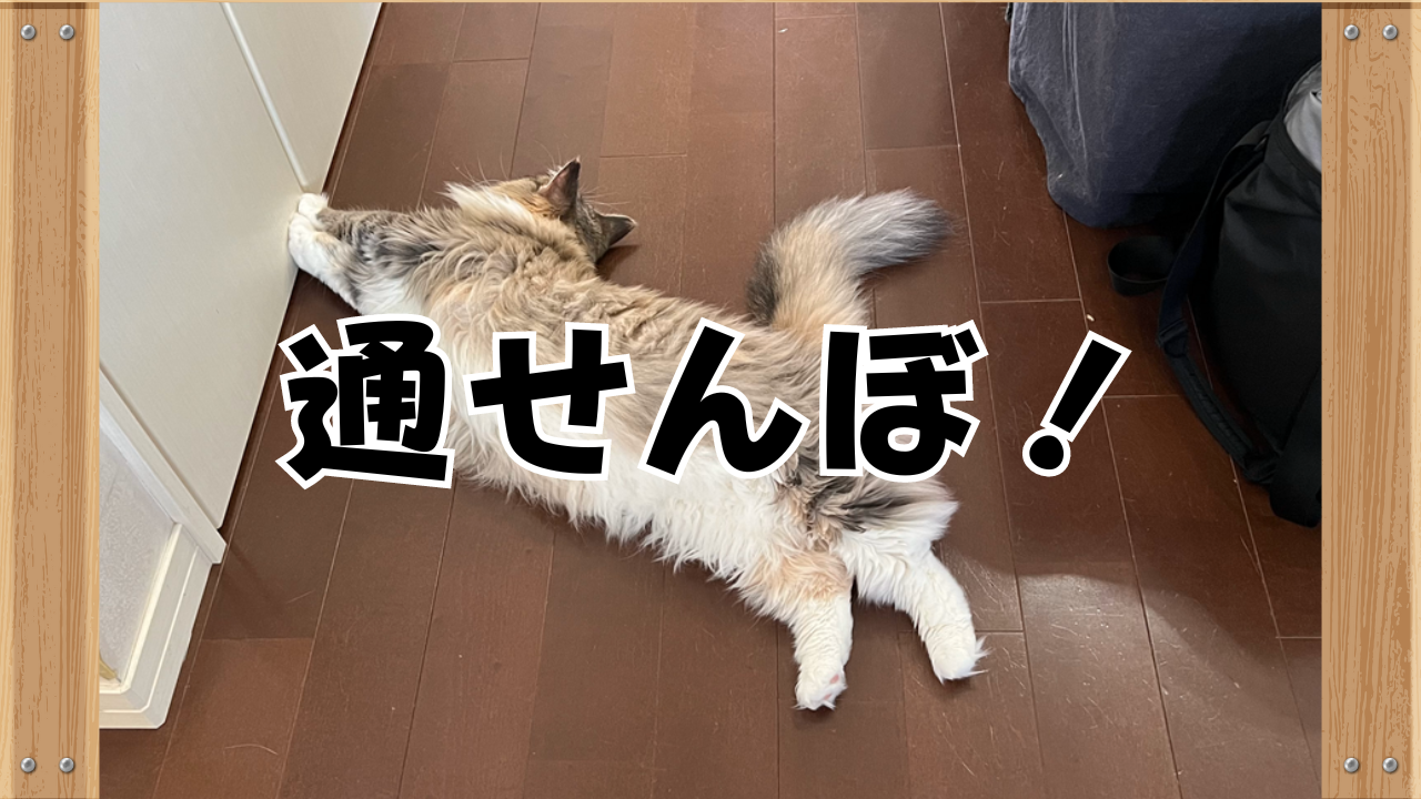 通せんぼする猫