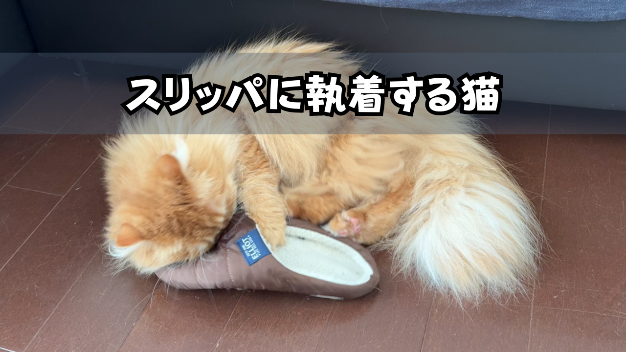 スリッパに執着する猫