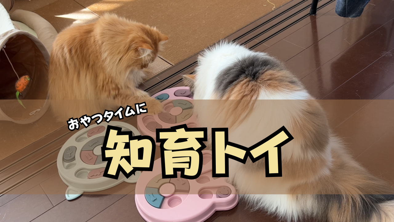 知育トイを使っておやつを食べる猫たち