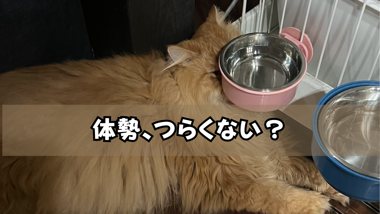 辛そうな体勢で寝る猫