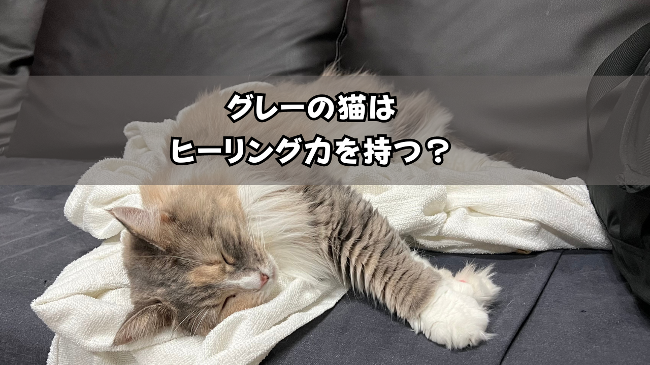 グレーの猫はヒーリング力を持つ？