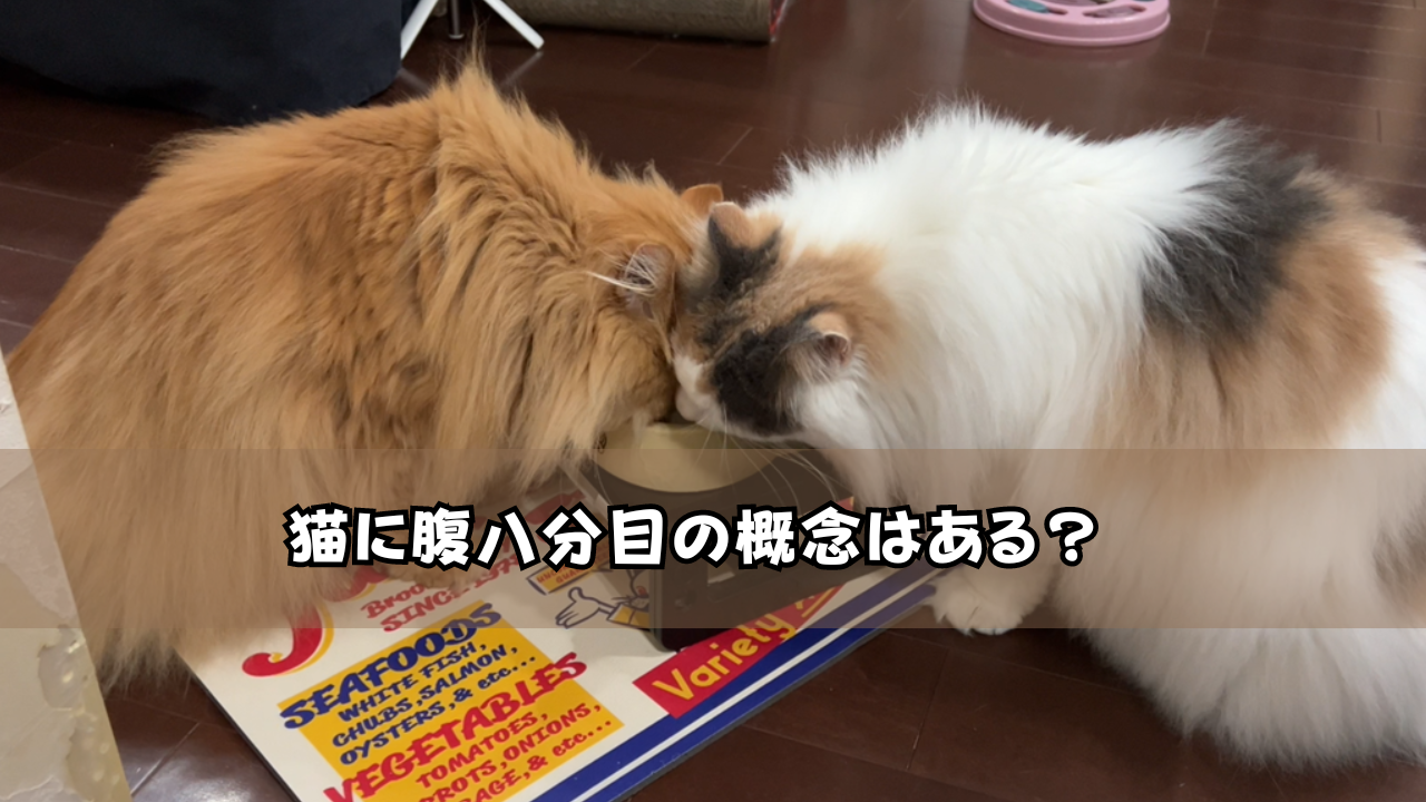 猫に腹八分目の概念はある？