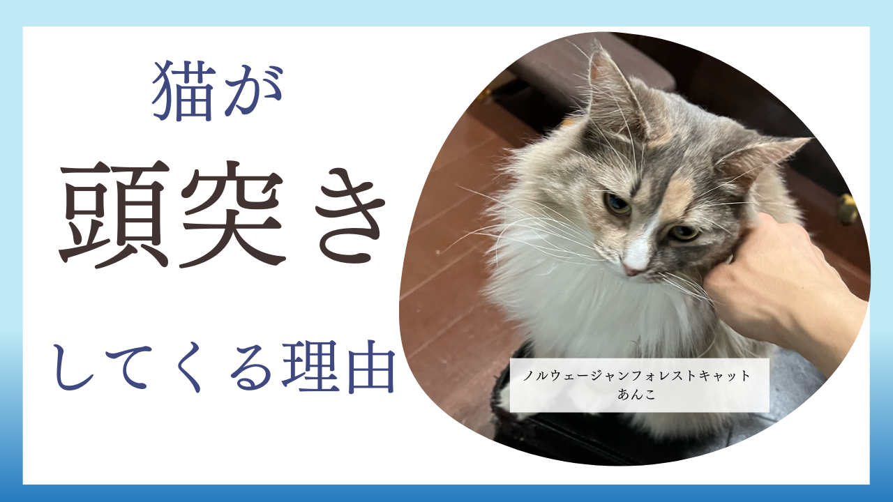 猫が頭突きしてくる理由