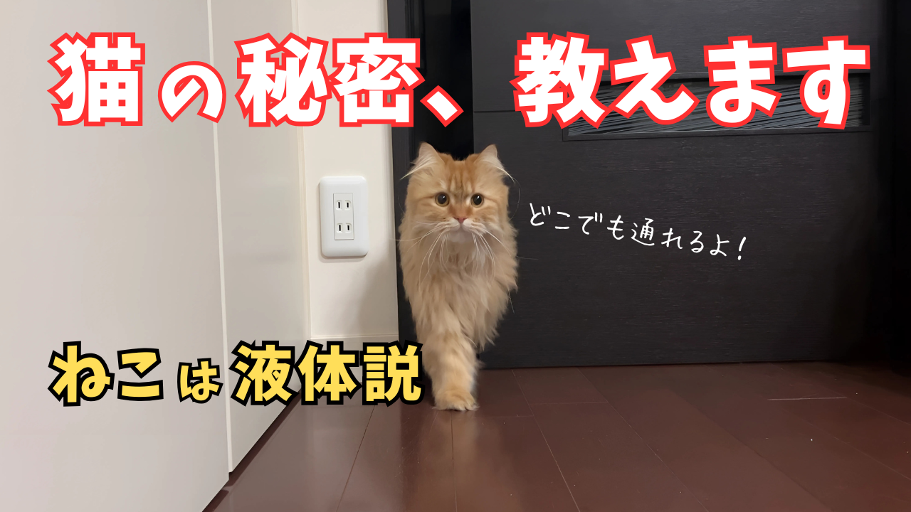 猫の秘密、教えます