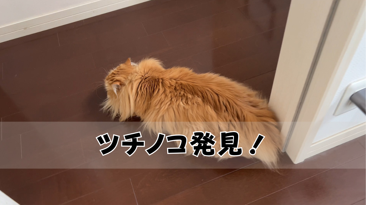 ツチノコ発見！