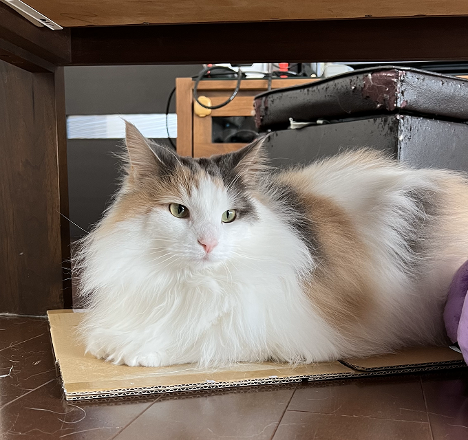 ノルウェージャンフォレストキャット「おもち」