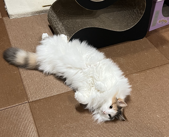ノルウェージャンフォレストキャット「おもち」