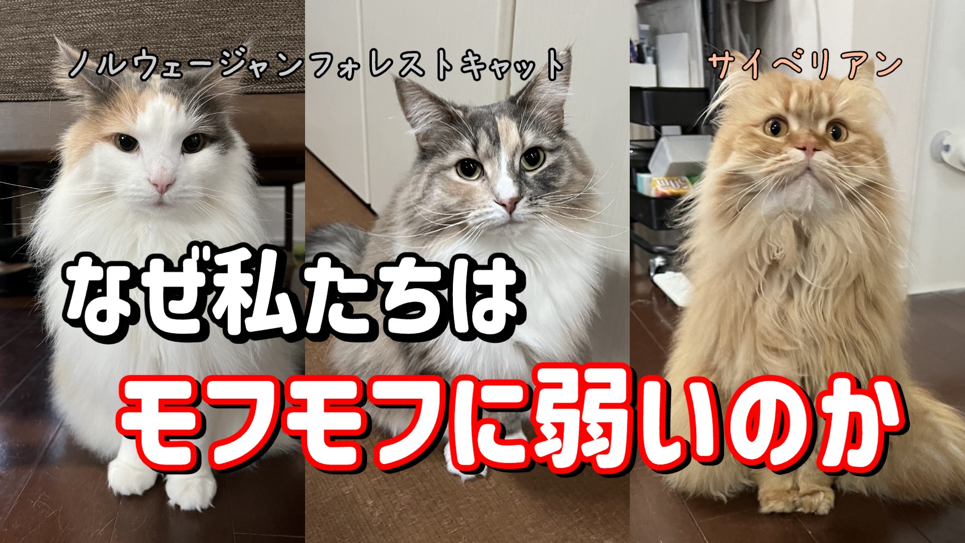 なぜ私たちはモフモフに弱いのか
