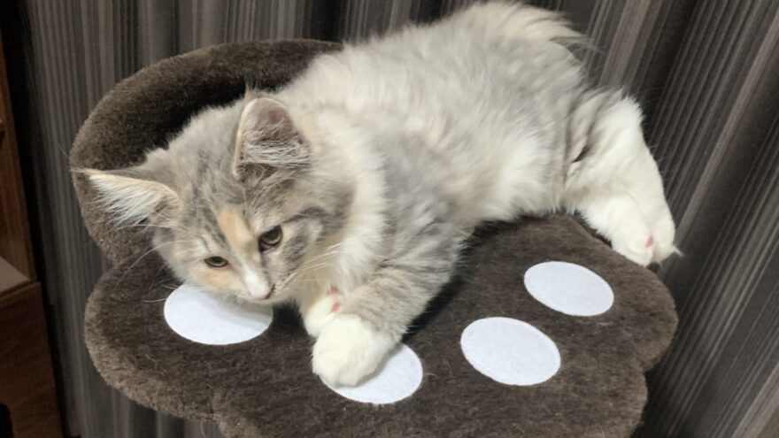 子猫の頃のあんこ(ノルウェージャンフォレストキャット)