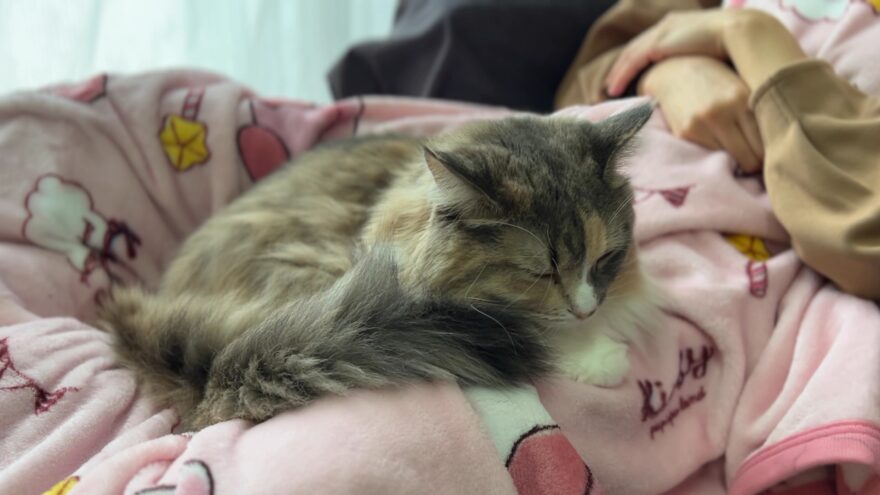 あんこ(ノルウェージャンフォレストキャット)