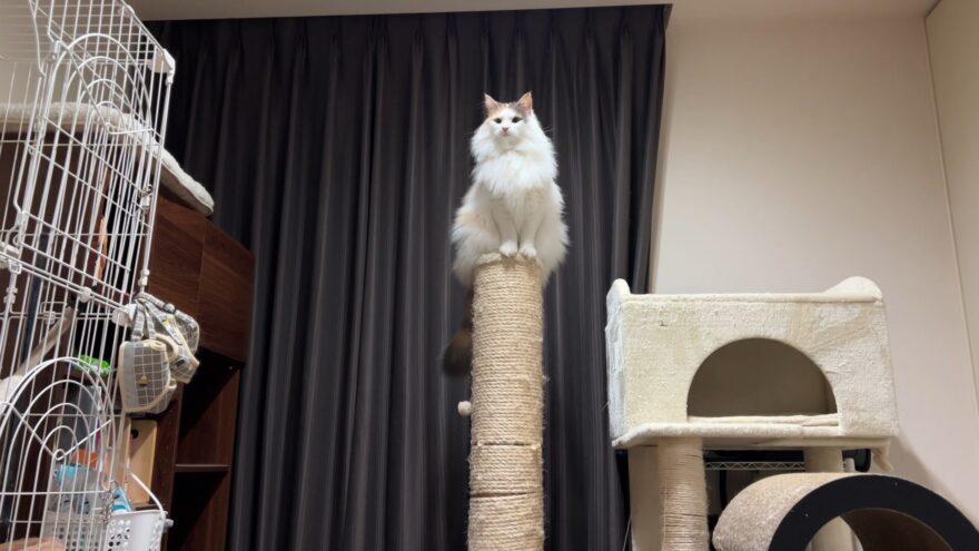 ボス感が強いおもち(ノルウェージャンフォレストキャット)