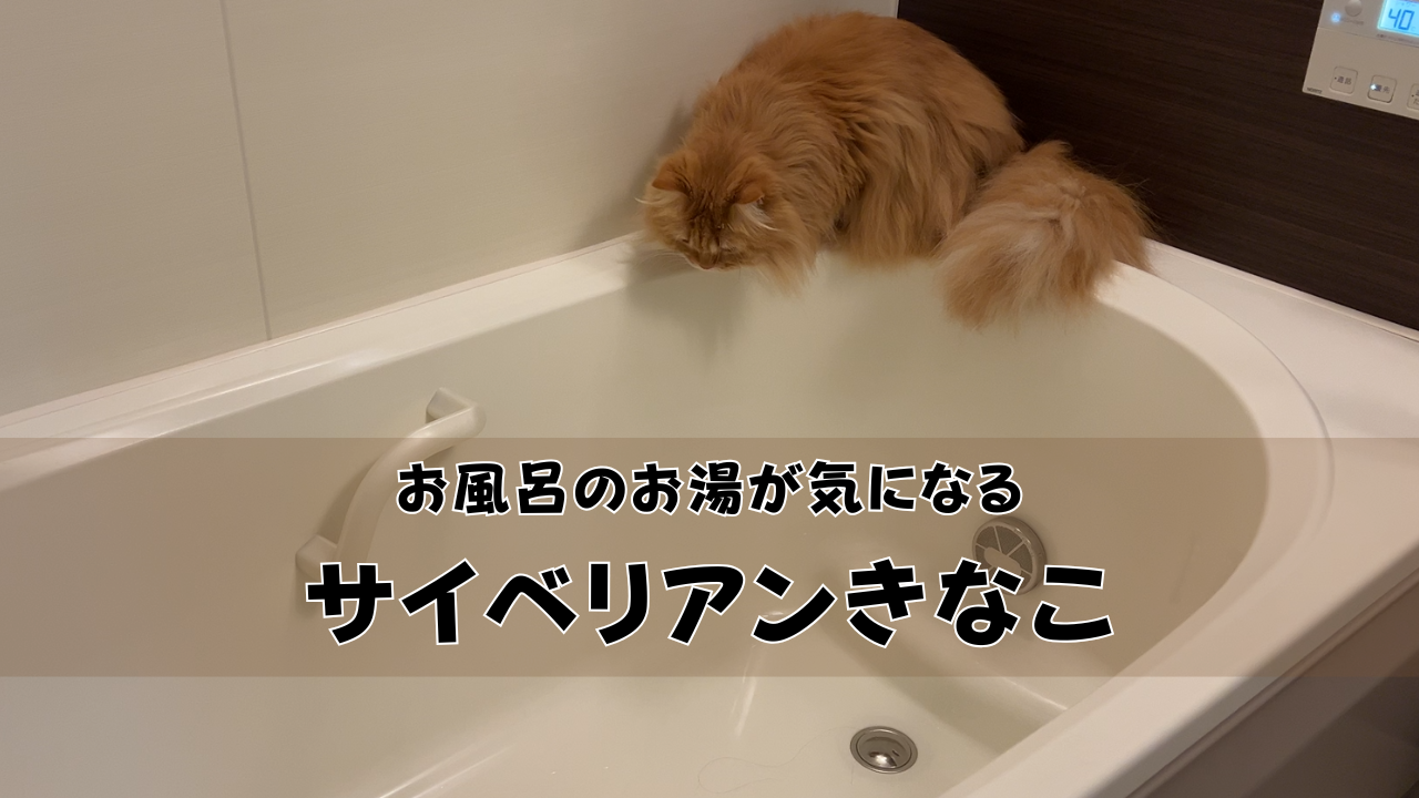 お風呂のお湯が気になる サイベリアンきなこ