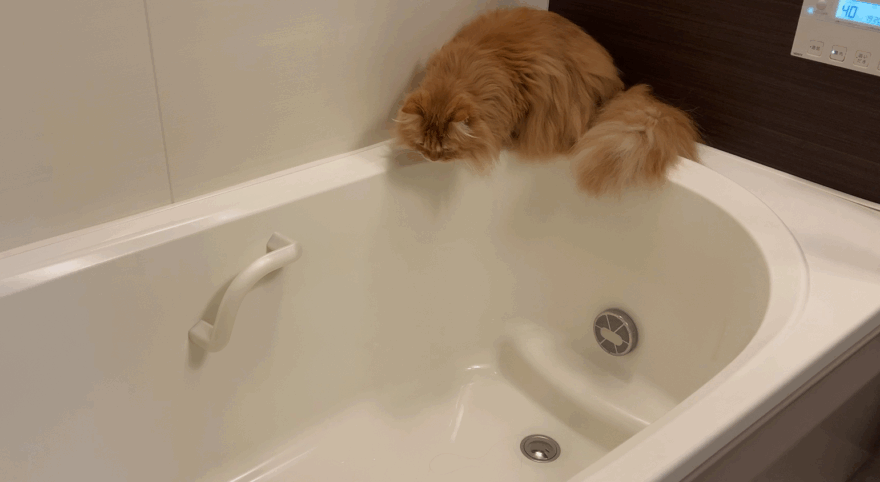 お風呂のお湯を見るきなこ