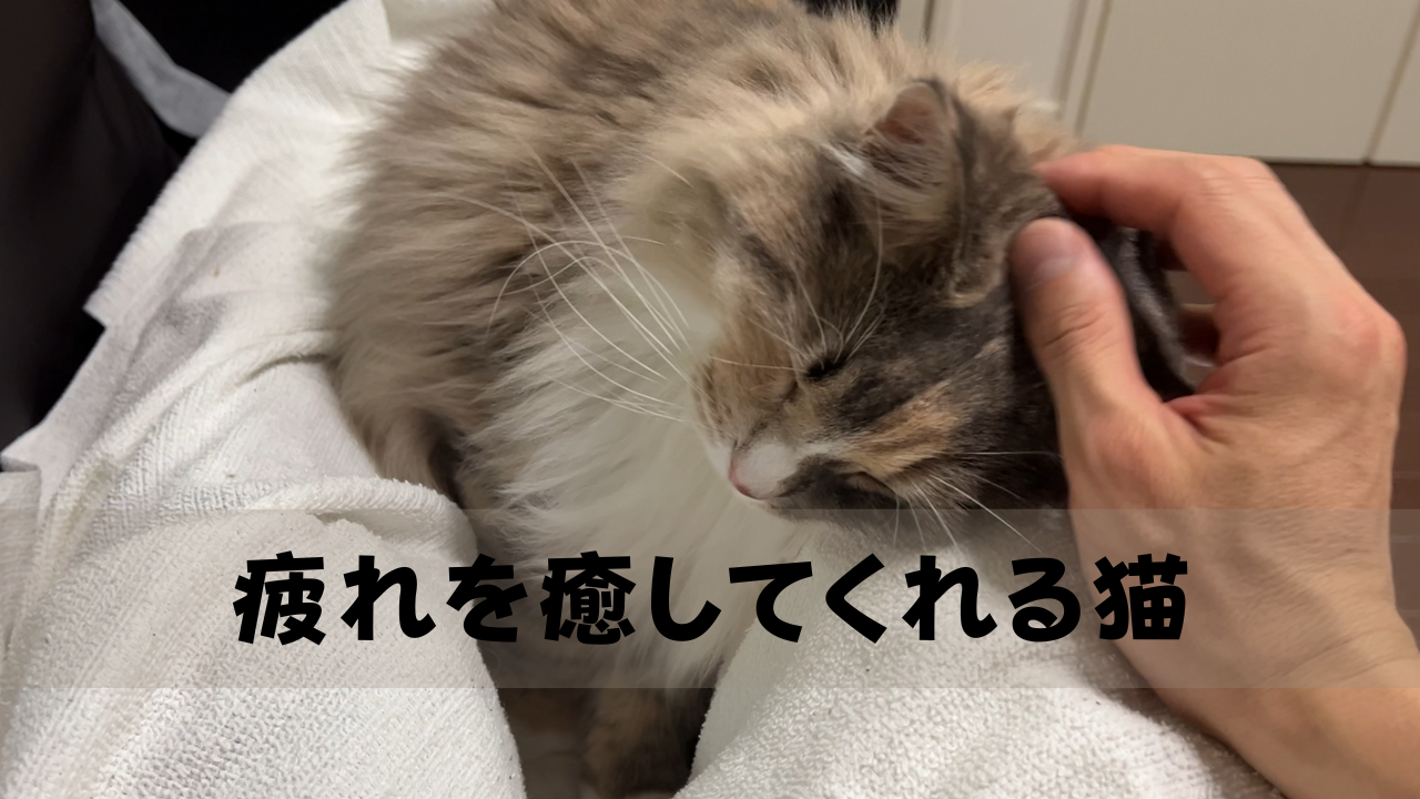 疲れを癒してくれる猫